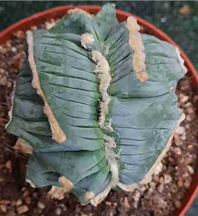 王冠竜の石化の綴化
Ferocactus glaucescens f. monstorosus f. cristatus
出典：不詳