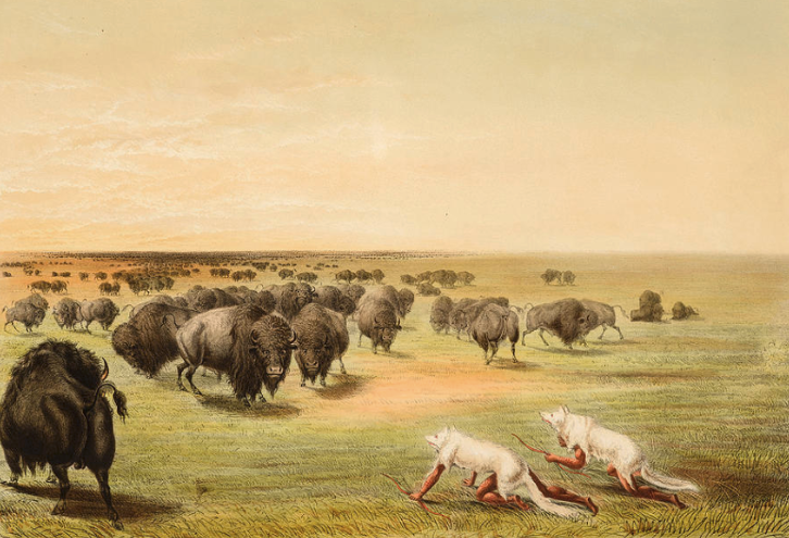 Buffalo Hunt Under the White Wolf Skins, #GeorgeCatlin, c.1832