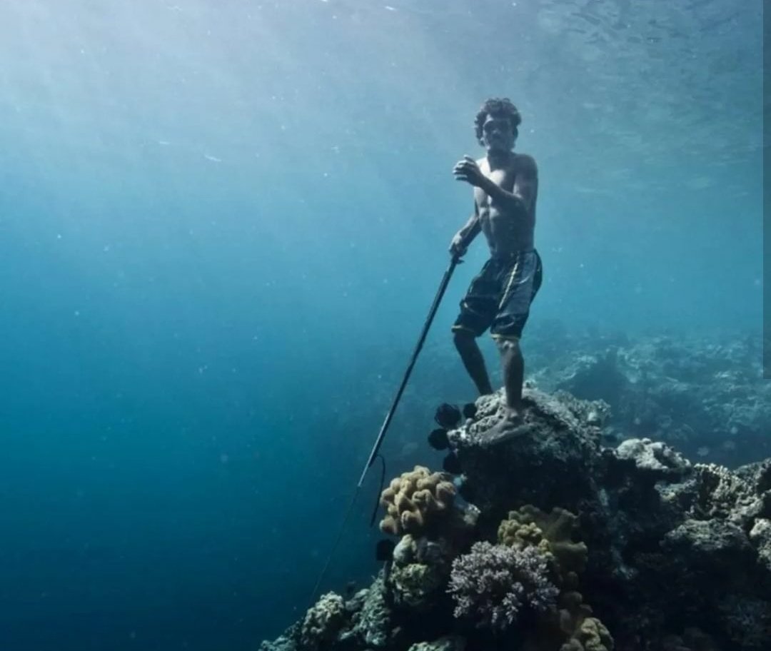 archeohistories's tweet photo. Bajau people of Indonesia, Philippines and Malaysia were first recorded by Europeans when Venetian explorer Antonio Pigafetta met them in 1521 AD. These maritime nomadic people have been fishing and diving for many millennia and over that time they have evolved bigger spleens which allows them to dive for longer than the average human. 

According to scientists :

"The bigger spleen makes more oxygen available in their blood for diving. Located close to the stomach, the fist-sized spleen removes old cells from the blood and acts as a biological scuba tank during long dives." 

Bajau people can dive to depths of over 200 feet and hold their breath for 13 minutes. They can also walk across the seabed hunting fish. These people live most their lives at sea and are the first known humans genetically adapted to diving.

#archaeohistories