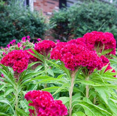 nurserylive's tweet photo. Celosia Cockscomb Plant: Add a touch of whimsy to your garden with the vibrant Celosia Cockscomb.

Checkout:https://t.co/SGMb8MLP97

#buyplantsonline #nurserylive #onlinenursery #CelosiaCockscomb #FlowerPower #GardenColors #SummerBlooms https://t.co/wxTrKwkGSe
