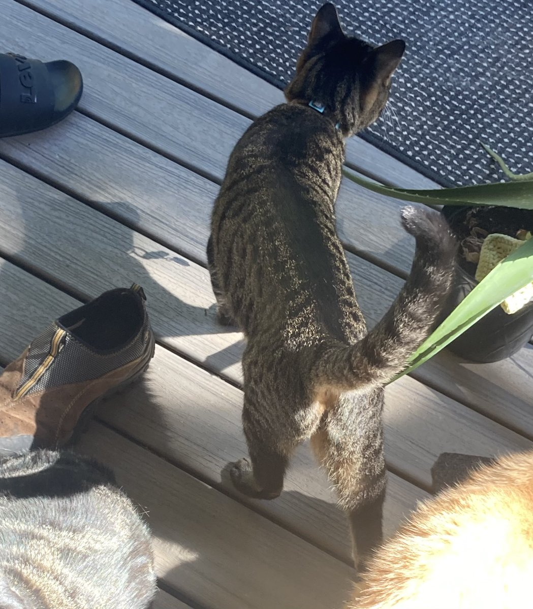 NikLaPierre36's tweet photo. If anybody sees this cat around Northeastern Lake Stevens, send me a DM https://t.co/f5ZNsNLHoj