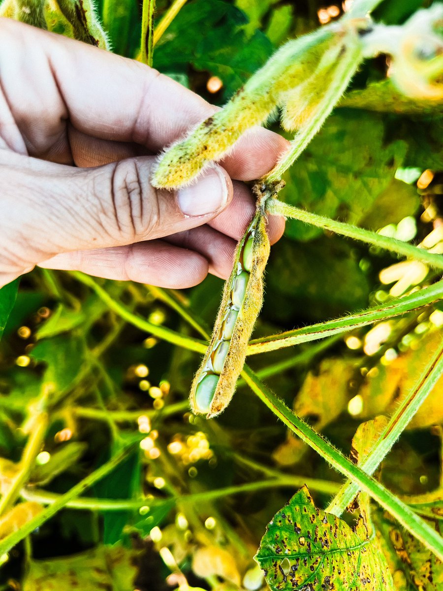 Brittany Bartak, CCA tweet media