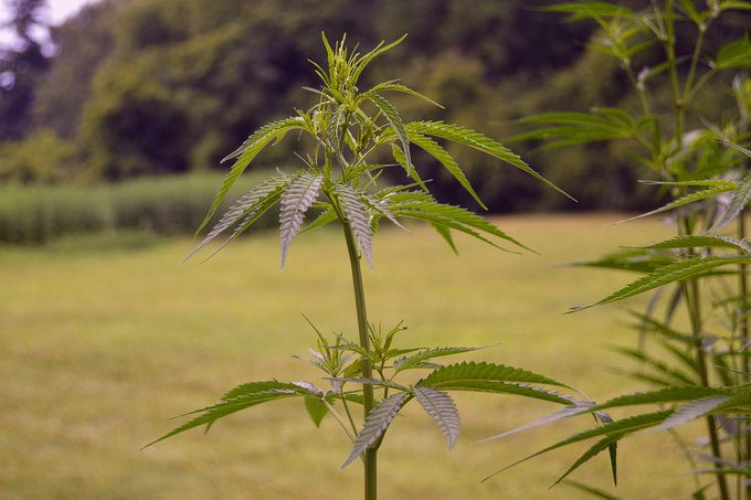 State Cannabis Regulators Urge Congress To Change Hemp And Cannabinoid Rules Through 2023 Farm Bill 

marijuanamoment.net/state-cannabis…  #MME #Hemp #Cannabinoid #2023FarmBill