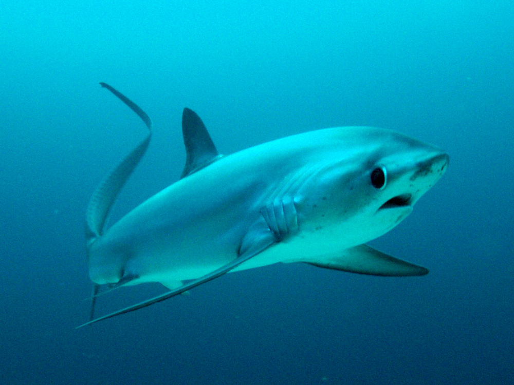 School Of Sharks tweet media