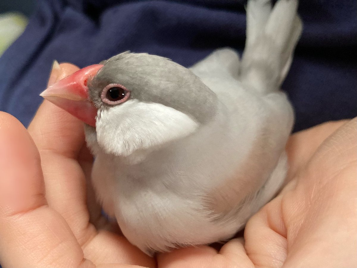 ふっきゅん tweet media