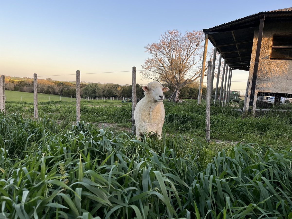 Hoy luego de llegar del prado lo esquilamos… 18,700kg de lana total con 32 micras. 15%PVL en DEPS, se encuentra en el 1% superior de la raza.