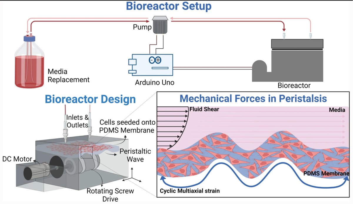 CMBEjournal's tweet image. Leveraging a novel peristalsis bioreactor, Clevenger et al. find that peristalsis-associated forces in the colon contribute to malignant progression of colorectal cancer. #cmbeYI @LabRaghavan @TAMUEngineering 

link.springer.com/article/10.100…