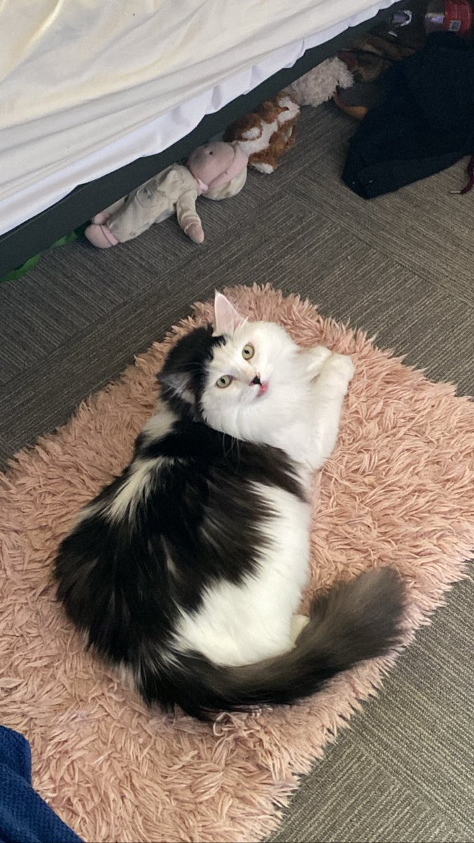 finnernaut's tweet photo. fig is pleased..... https://t.co/2t4aiCQiBd