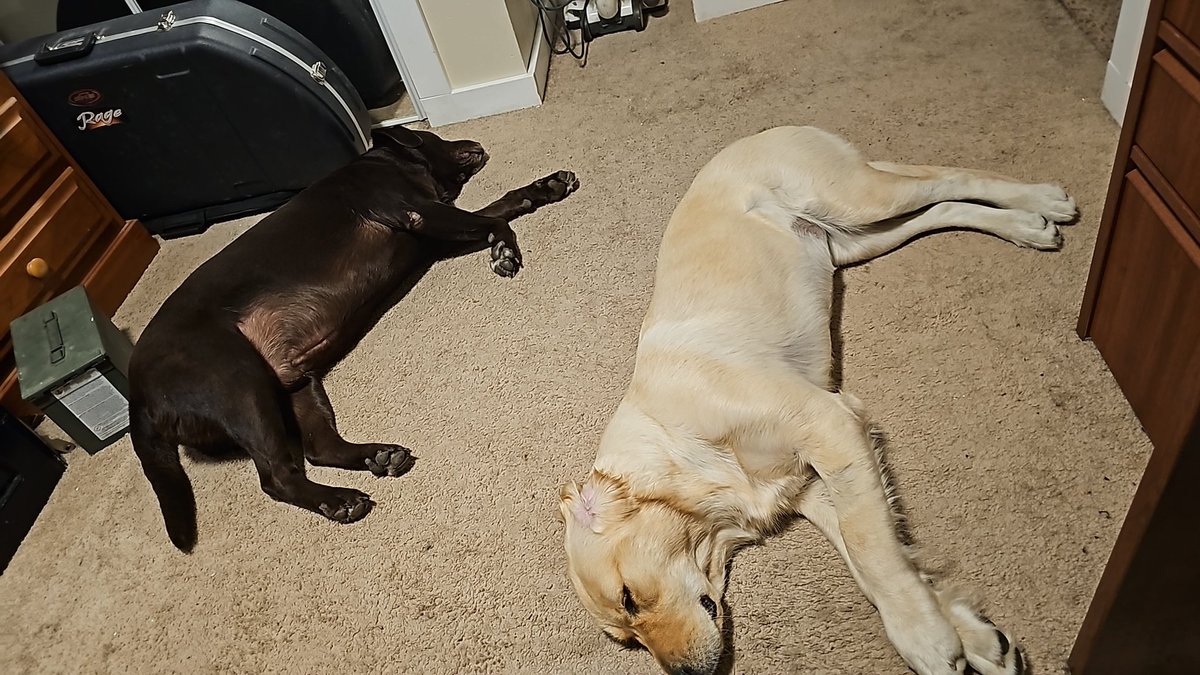 Pretty close to a dog ying yang lol!