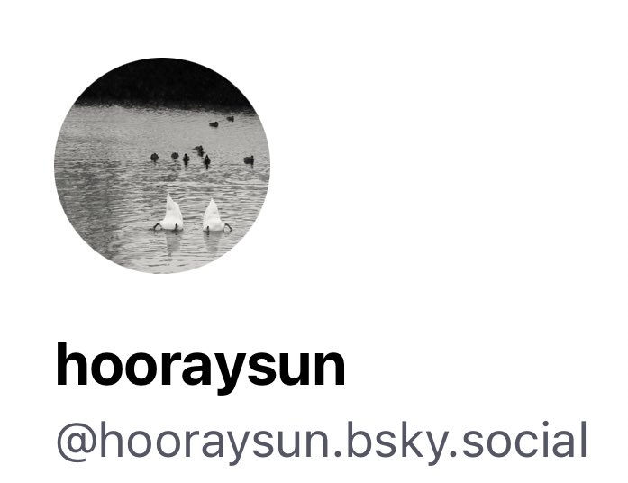 솜사탕너구리 tweet media