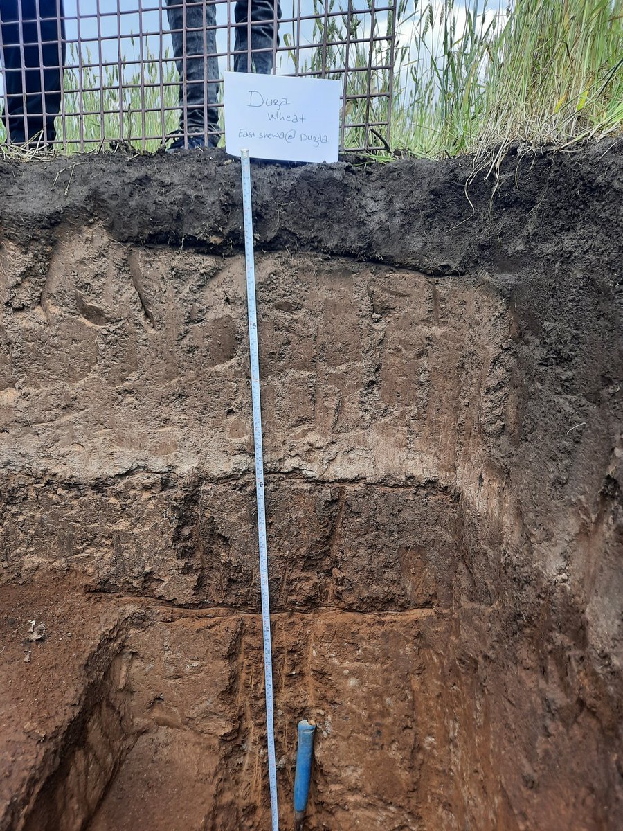 Musefa Redi (@musefaredi1) on Twitter photo Fieldwork @CentralRiftValley, 🇪🇹. Exploring the rootable soil depth of Maize and Wheat Crops. Important in determining the root zone water holding capacity of soils beyond topsoil fertility. #PhD project under <a href="/ProjectLSC/">Land Soil Crop Hubs</a>
lnkd.in/dywxReRg Fieldwork @CentralRiftValley, 🇪🇹. Exploring the rootable soil depth of Maize and Wheat Crops. Important in determining the root zone water holding capacity of soils beyond topsoil fertility. #PhD project under <a href="/ProjectLSC/">Land Soil Crop Hubs</a>
lnkd.in/dywxReRg