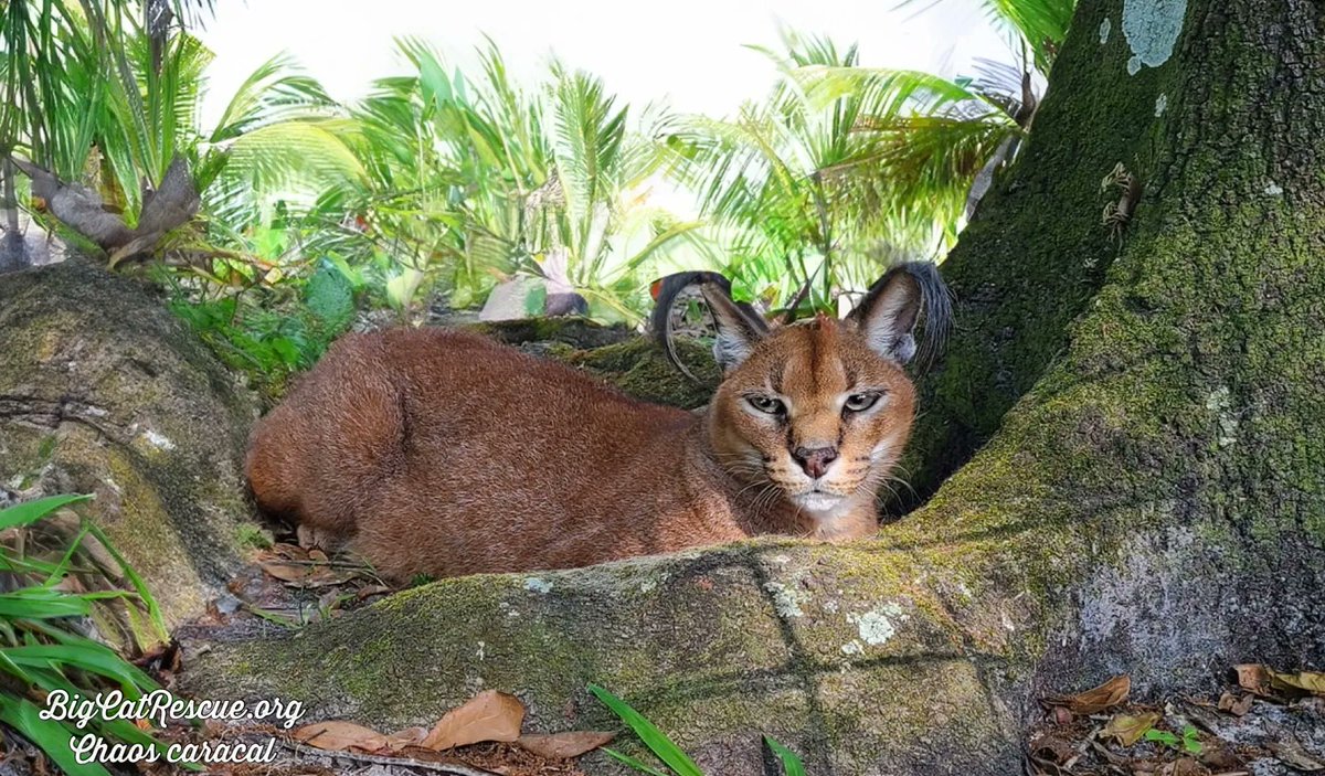Good night Big Cat Rescue Friends! 🌙
Miss Chaos caracal has tucked herself into her favorite CATnapping spot! 
Nite nite Chaos! 

#GoodNight #BigCatRescue #Rescue #BigCats #MondayNight #Florida #Sanctuary #Wildlife #Conservation #CaroleBaskin