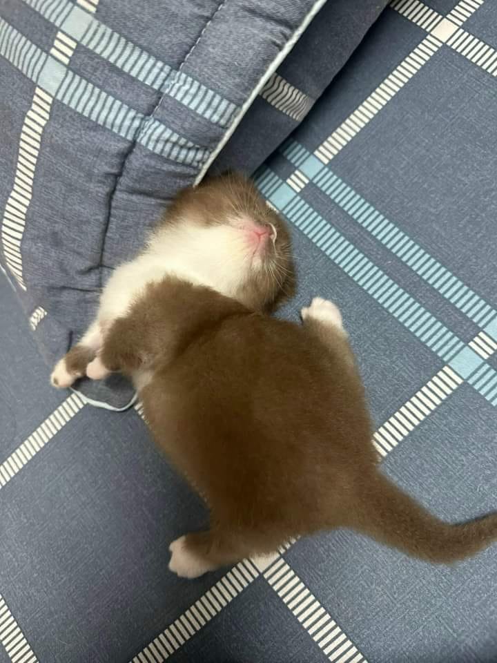 Gm everyone #gm #cat #cutecat