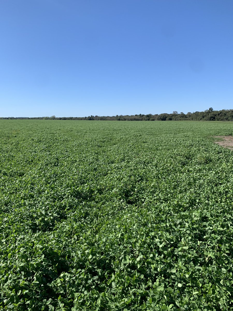 andres050286's tweet photo. Recorrida de semillero de Trébol Rojo, control de malezas y agregado de POS (bioestimulante anti stress TimacAgro) 
@amazzilliemed 
@PGGWrightson_UY 
@TimacAgroUy https://t.co/GQOnodA4gG