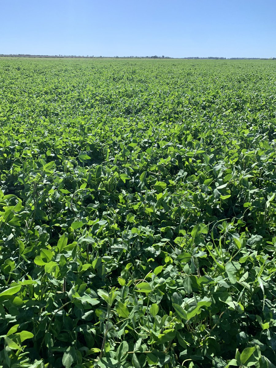 andres050286's tweet photo. Recorrida de semillero de Trébol Rojo, control de malezas y agregado de POS (bioestimulante anti stress TimacAgro) 
@amazzilliemed 
@PGGWrightson_UY 
@TimacAgroUy https://t.co/GQOnodA4gG