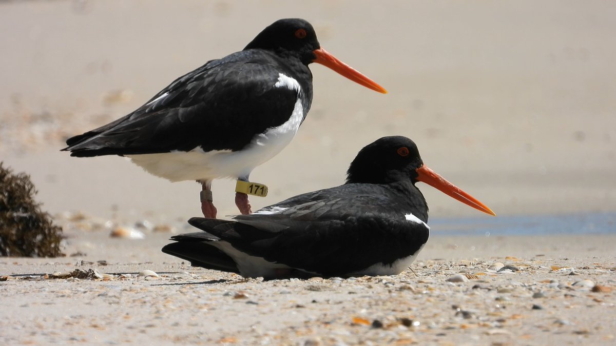 @vwsg_web Heart stopping moment to see 2 pied oystercatchers stop for a rest just 100m or so from the site of a pair on nest in Port Hacking NSW. Luckily nesting pair didn't see them as usually nesting birds will fight with visitors. Y171 was banded in Corner Inlet Victoria.