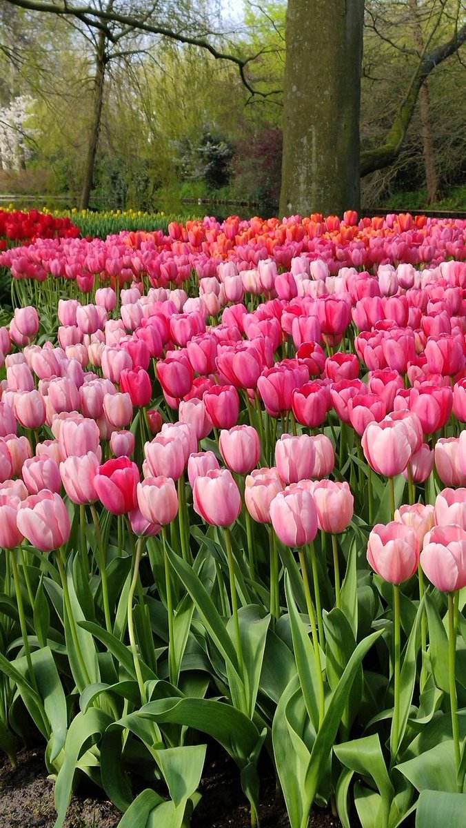 pink tulips