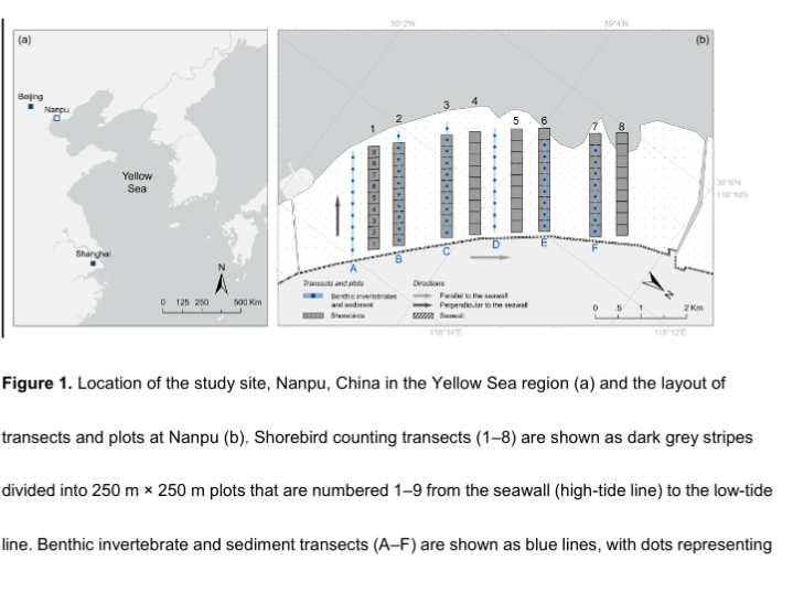 ConBiology's tweet photo. Cai et al shared that heterogeneity of tidal flats with respect to biotic and abiotic factors must be considered in #shorebird conservation planning.🐦‍⬛🌊 You can read more on their research at https://t.co/r4EkSPlarM

#conservation #science https://t.co/7ledMXzv71