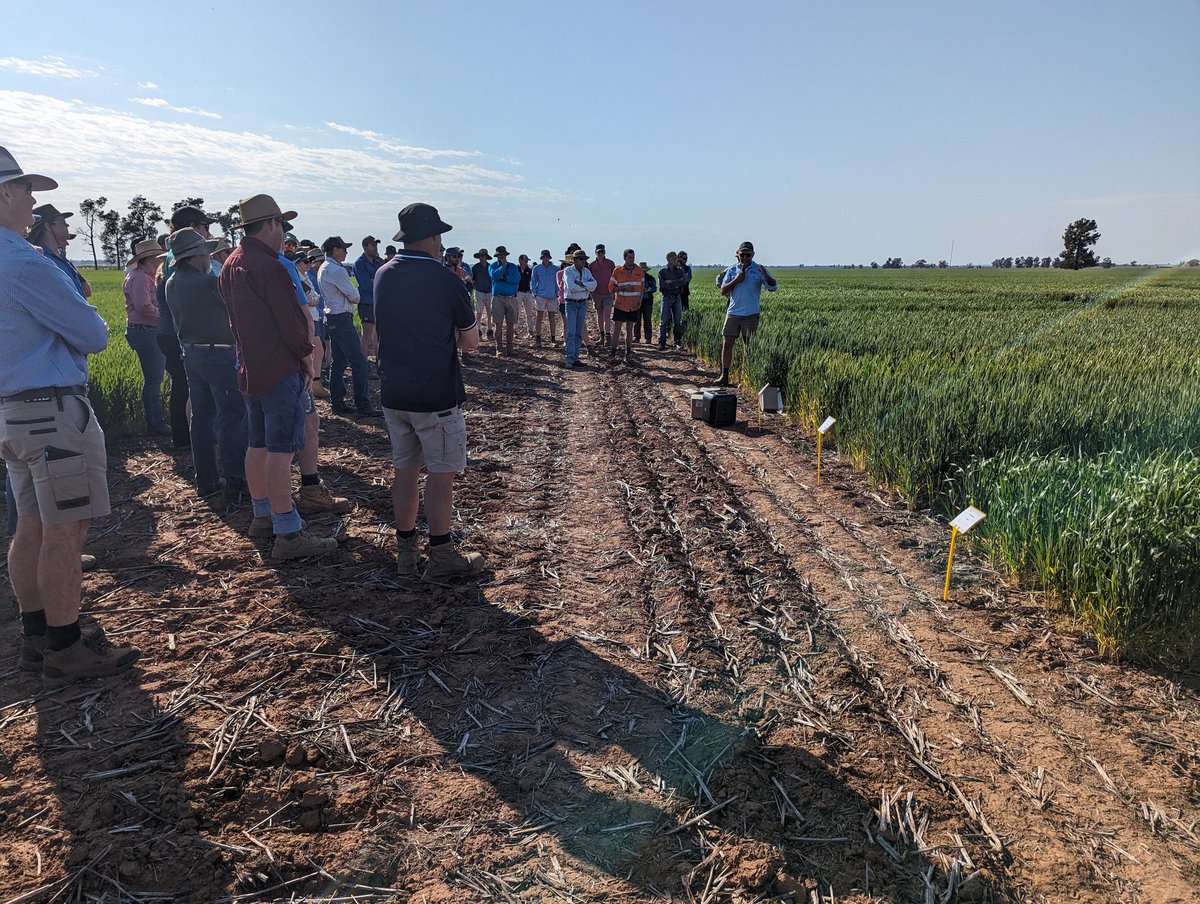 Cereal disease yield gap trial at Ganmain. Great opportunity to be collaborating with <a href="/brill_ag/">Rohan Brill</a> on cereal and canola disease and pulse agronomy. <a href="/GrainOrana/">GOA</a> <a href="/GRDCNorth/">GRDC North</a>