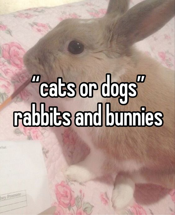 Bunnies tweet media