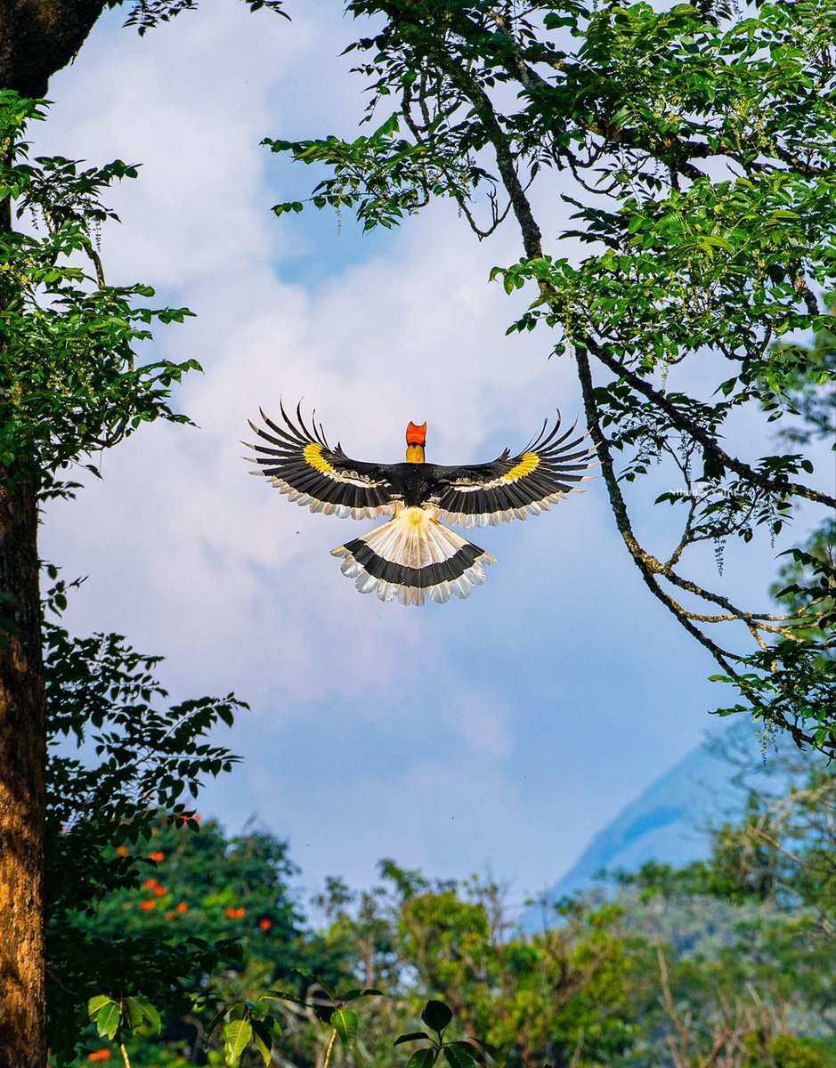 This picture of GREAT HORNBILL by Nihad Vajid will surely brighten your day ❤️❤️

Location - Nelliyampathy, #Palakkad
#Kerala Aug 2022. 

Widely distributed species in forests #IndianSubcontinent.
Declining population.

#IndianBirds #birding #BirdsOfTwitter #BirdsSeenIn2023