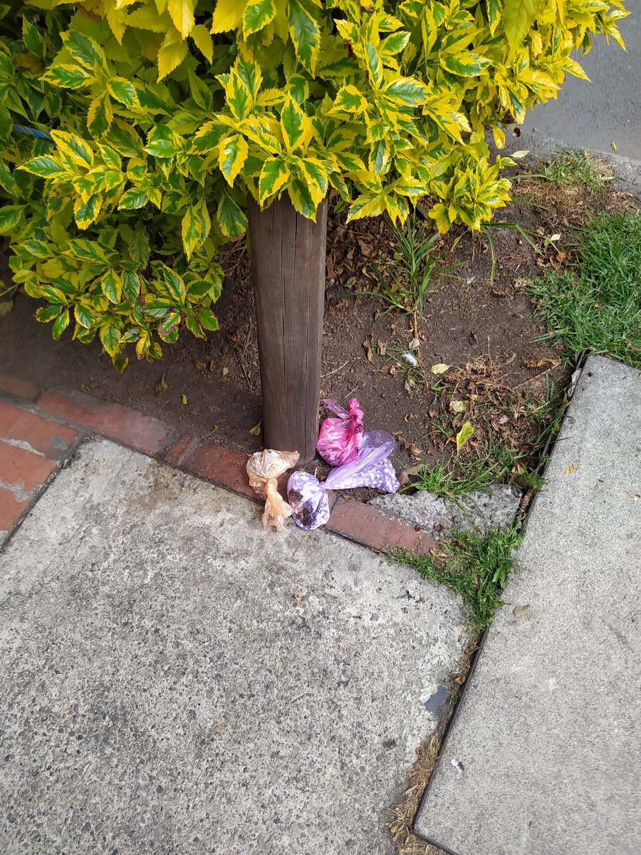 AMZTravel's tweet photo. No tienen hijos pero tienen dos perros que sacan a cagar tres veces al día y depositan las bolsitas de mierda en los andenes, esquinas y parques de Bogotá.

La hipocresía e indolencia de los mascotistas es asqueante 🤮 https://t.co/ICAl7QZfXe
