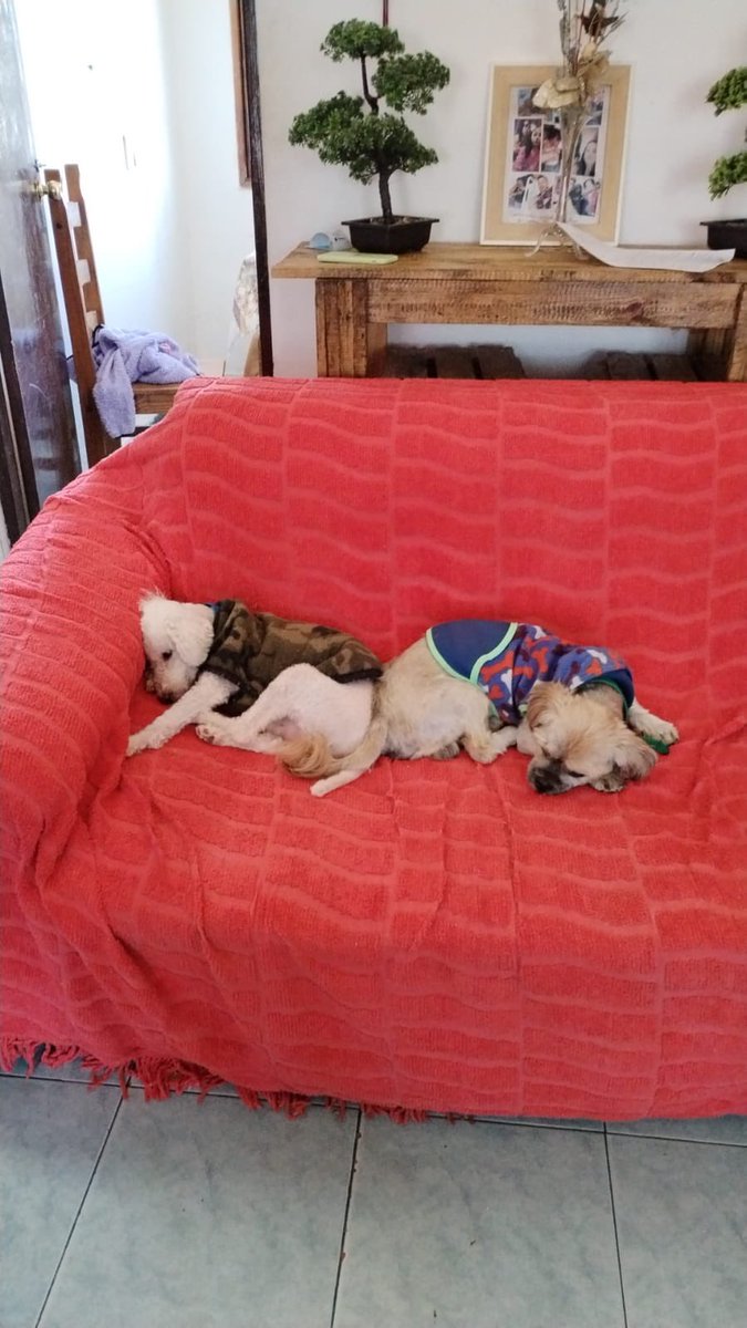 Hace exactamente 8 días este monstruo llamado Raquel abandonó literalmente a estos dos viejitos en una plaza ubicada en Millán (barrio Atahualpa)  ellos se tienen el uno al otro y luego de un chequeo general el cuál no indicó ninguna patología más que la baja visión de uno de