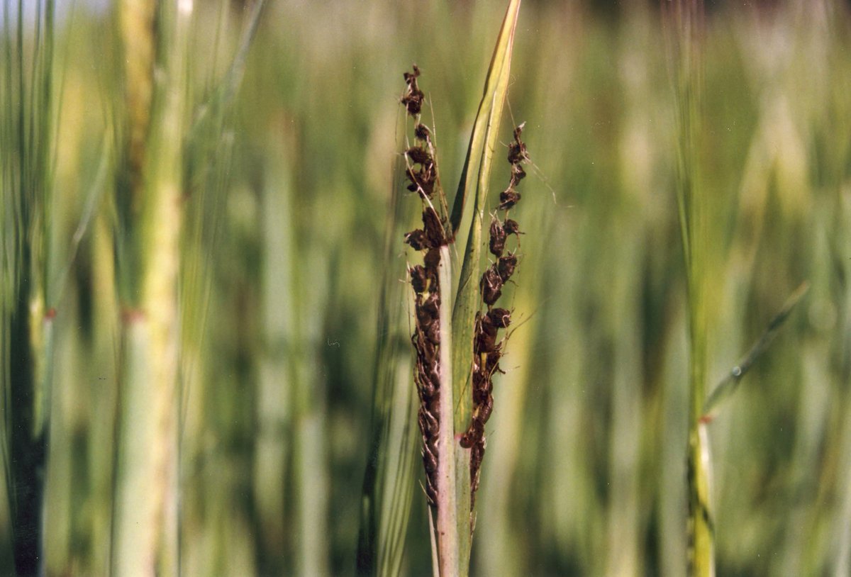Have you seen loose smut in your barley crop? Find out more about loose smut and why applying foliar fungicides will not provide any benefit this season buff.ly/3d7vXS1