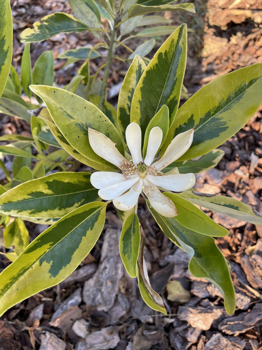 I love the variegation on ‘Mattie Mae Smith’ Magnolia virginiana.  It’s an excellent small landscape tree.