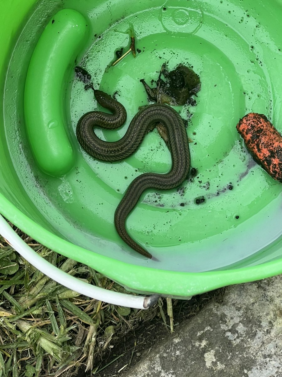 MaitCF's tweet photo. Hola! @Herpeto_cosas .. me podrían decir que serpiente es? Salió en mi jardín, en Puebla Pue. https://t.co/HaPv2bFq21