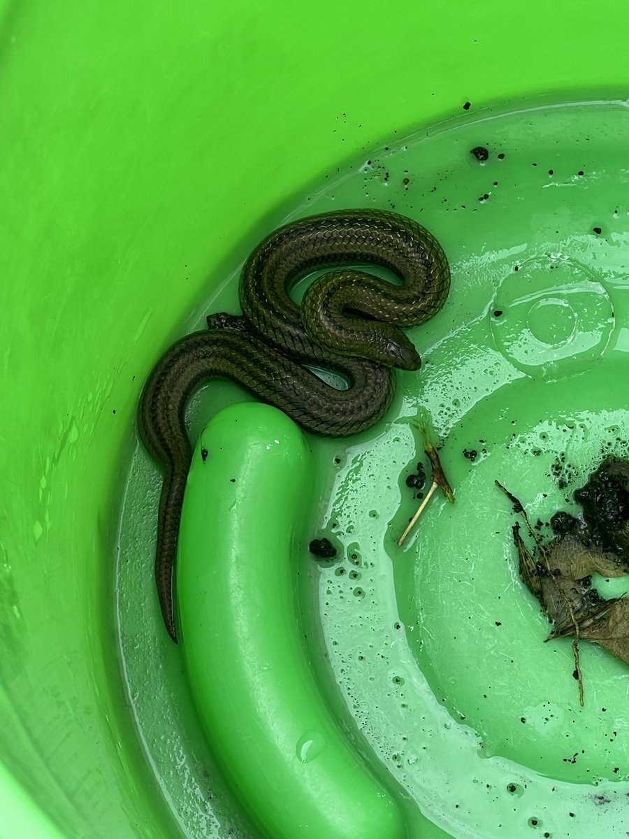 MaitCF's tweet photo. Hola! @Herpeto_cosas .. me podrían decir que serpiente es? Salió en mi jardín, en Puebla Pue. https://t.co/HaPv2bFq21