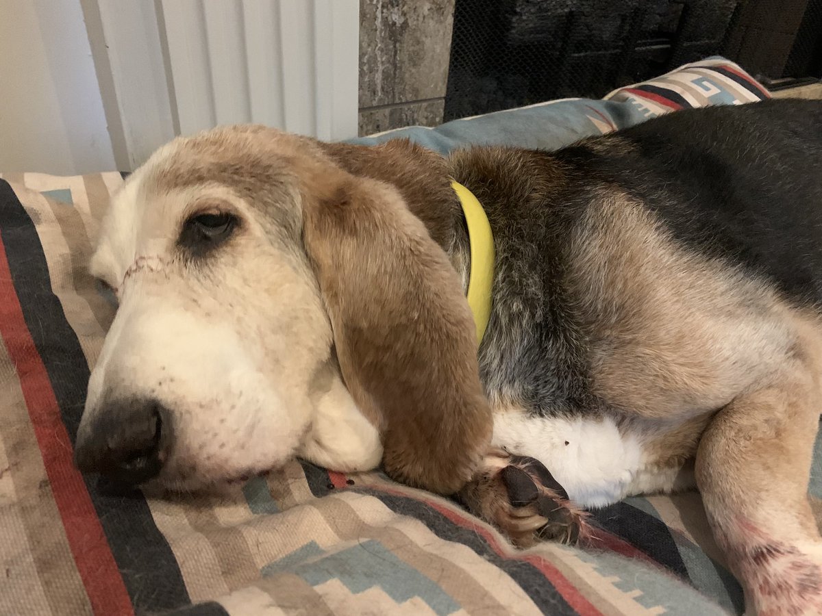Todays Snoopy🌈🌈 story, whenever we needed to move him because he was lazy &amp; wouldn’t move, he would rollover and thrash about like an alligator catching its prey. We called it his death roll. #BassettShenanigans #rainbowbridge