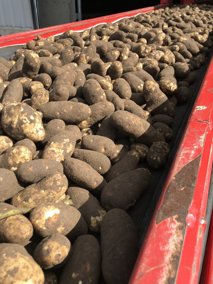 Did you know - our Beloukha Herbicide is great for desiccation of potatoes. And, it's derived from a naturally occurring substance in sunflowers. 🌻  #potatoharvest #potatogrowers #harvest23