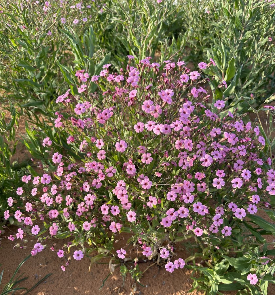 تأمل في نبات الأرض وانظر 
إلى آثار ما صنع المليكُ 

عيونٌ من لجينٍ شاخصات 
بأبصار هي الذهب السبيكُ

على قضب الزبرجد شاهدات 
بأن الله ليس له شريكُ.

* في الصورة القحويان والجرجار والتربة والدهدهان وهي من الزهور الربيعية التي تزرع في #الوسم 
#زراعة #بذور #زهور