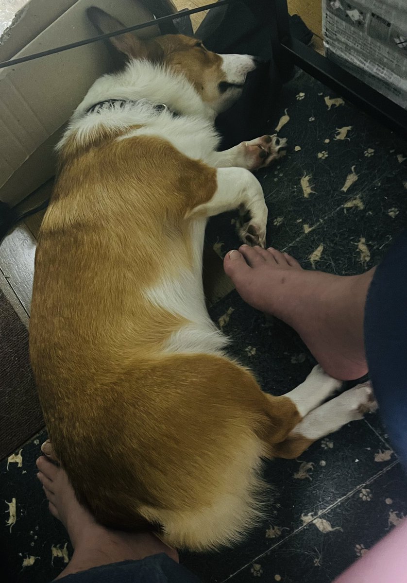 仕事中足元で寝てる（笑）

可愛いね（笑）

だから足でなでなでしております。

#コーギー #Corgi  #コーギーのいる暮らし #子犬 #お友達募集中 #LGBTQ