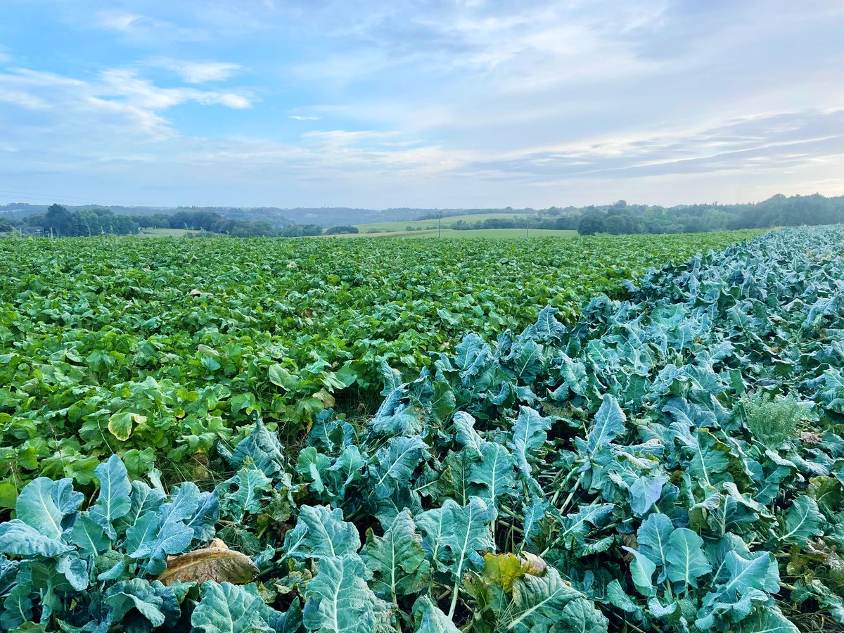 UNILET_Interpro's tweet photo. En direct des champs bretons : témoignage  de Jacques Cordroc’h sur ses pratiques de production : pilotage de  l’irrigation, piège à mouche, désherbage mécanique, rotation longue,… le  recours à de nombreux leviers pour produire des légumes variés en  qualité. #legumes https://t.co/axsbhil8G5