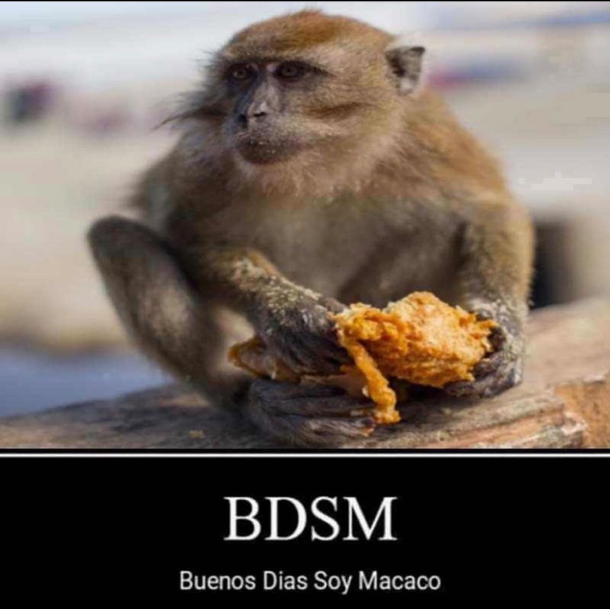 Renezzbro's tweet photo. Buenos Días Soy Macaco https://t.co/QonZBLysom
