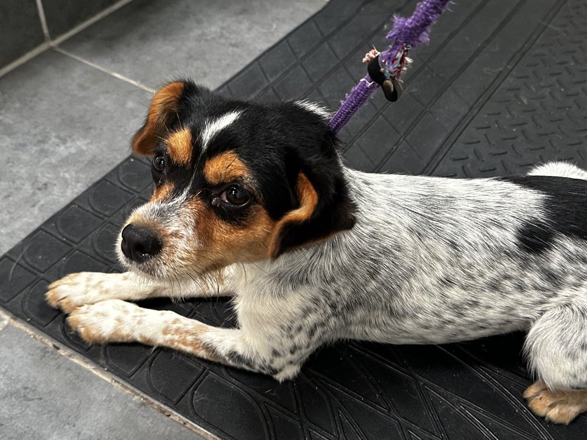 Please retweet to HELP FIND THE OWNERS OF THESE 4 STRAY DOGS FOUND SEPT #ENGLAND  Found #BROMLEY #LONDON, #MILTONKEYNES #EPSOM #SURREY #GERRARDSCROSS #BUCKINGHAMSHIRE  Now in council pound theses dogs are at risk of EUTHANASIA 🌟🌟🌟
They could be missing or stolen from other