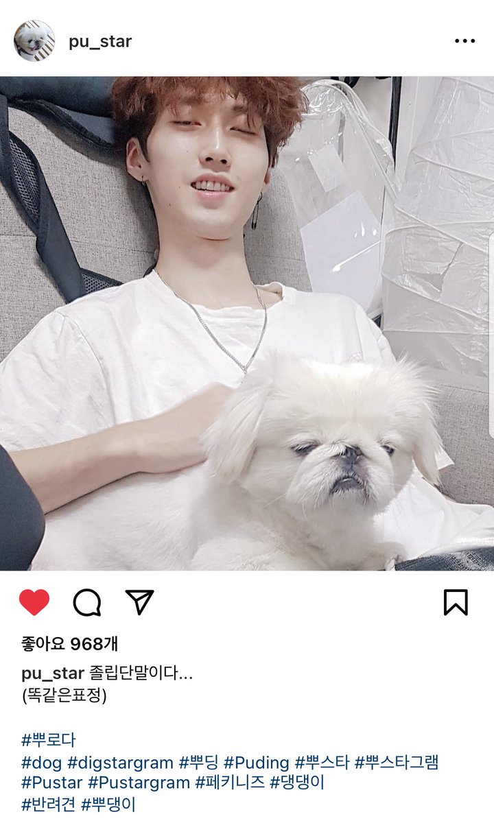 hi_saeon's tweet photo. 180918 pu_star 행복한 뿌스타그램
졸립단말���다...
(똑같은표정)
#뿌로다
#dog #digstargram #뿌딩 #Puding #뿌스타 #뿌스타그램 #Pustar #Pustargram #페키니즈 #댕댕이
#반려견 #뿌댕이
https://t.co/5GXY5HAPI0 https://t.co/YpqJLd6rbF