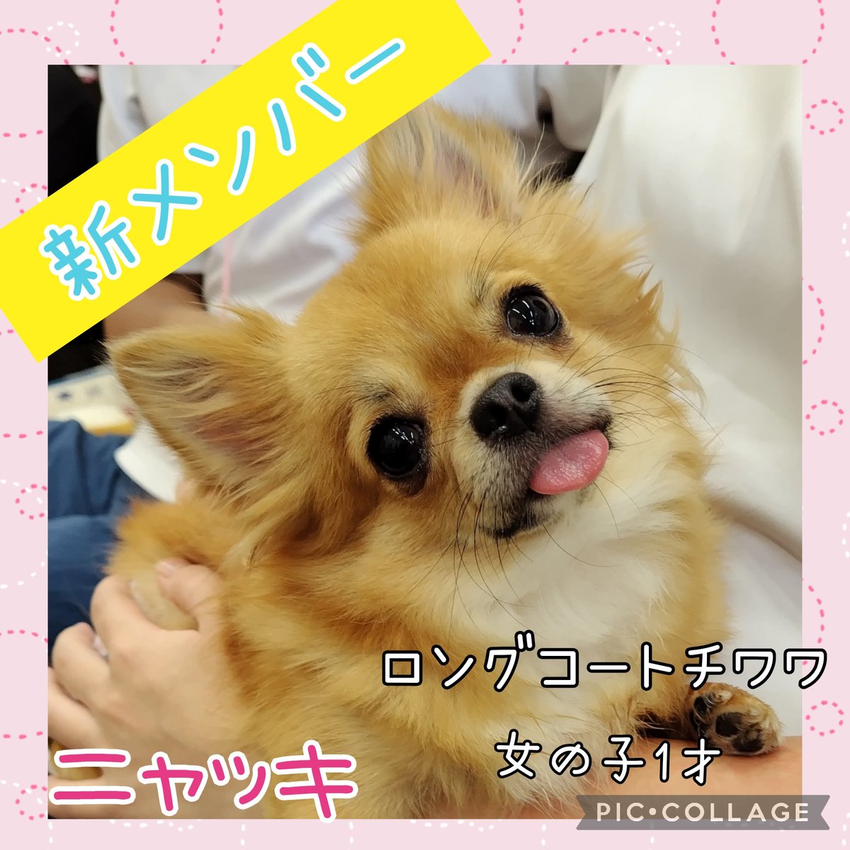 新メンバーのお知らせ?❤️ #里親様募集中 名前➡ニャッキ #ロング 