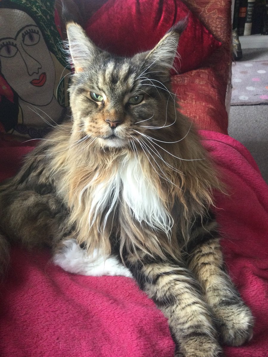 Milton - gentle giant and loyal friend <a href="/MaineCoonCats/">Maine Coon Cat´s</a> #bigsoftie #greatcompanion