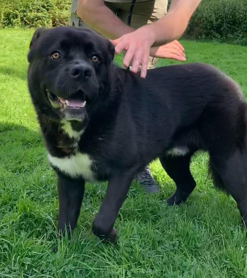 AdoptionsUk's tweet photo. URGENT,  please SHARE to help Bear find a FOSTER home #SUSSEX #UK 
Medium sized, aged about 2, Bear is currently in a council pound and his time is nearly up. He is at risk of being put to sleep very soon by the council unless we can find him a foster home🌟
He needs to be the only pet or with a spayed female dog.
 DETAILS or APPLY👇
https://t.co/pwExjz7K9v
or
https://t.co/nlWgkWLphN

Or please just share to help
#dogs