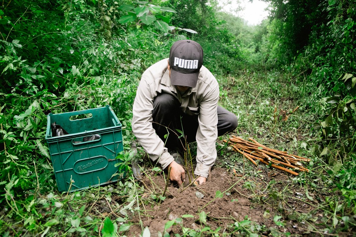 Planting trees in the high mountains of Austral Yungas, Argentina.
