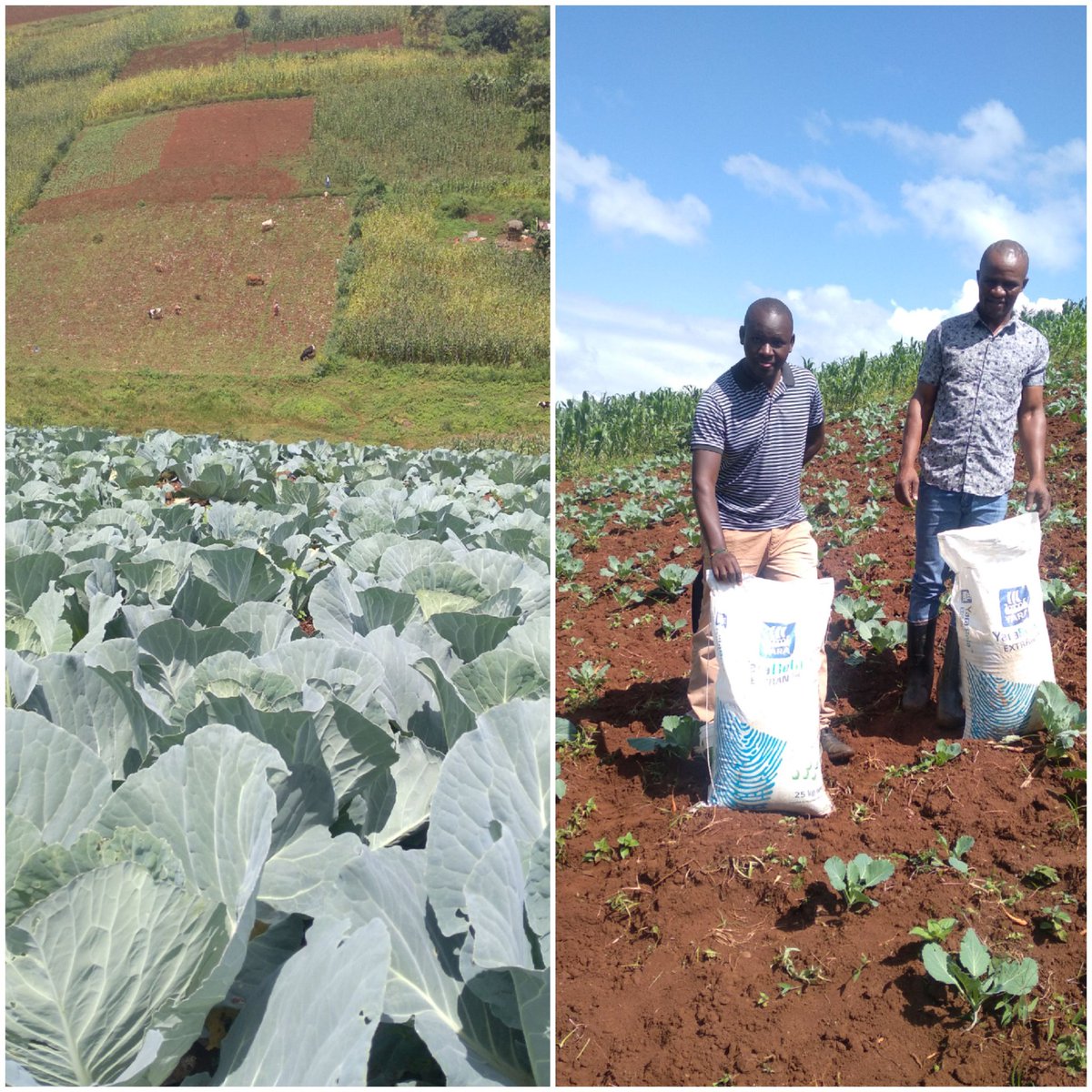 After planting with Yara Miller Power topdressing done with Yara  Bella EXTRAN and Sprayed with Yara Vita Crop Boost here are the Results