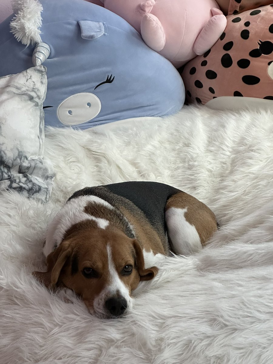 Rnomixo's tweet photo. I think I have the most photogenic dog💕 koda ✨#beagle #dog https://t.co/wTTkYNiQX3