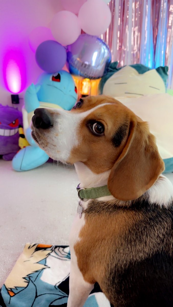 Rnomixo's tweet photo. I think I have the most photogenic dog💕 koda ✨#beagle #dog https://t.co/wTTkYNiQX3