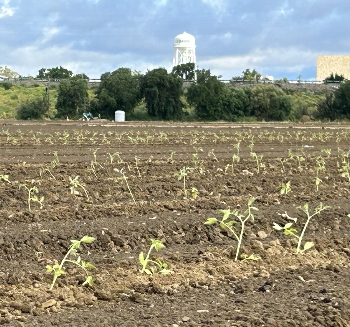 Our 2024 RFP just dropped! Join the CA processing tomato community in solving our most critical production challenges. Proposals are due October 30th. Our Annual Research Meeting (open to the public) will be held in Davis on Nov 30th. More details here: bit.ly/CTRI2024RFP