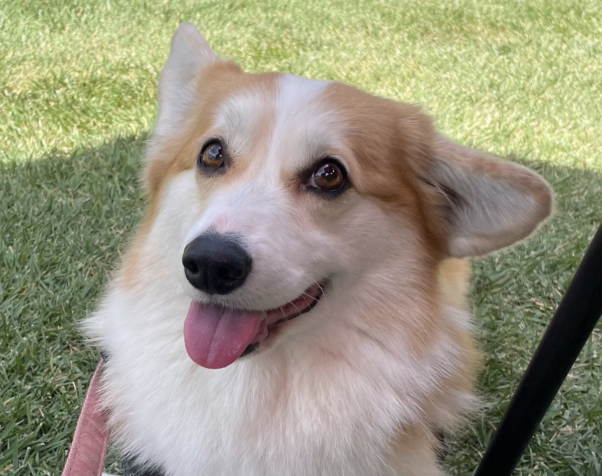 Oh ya, glad we are one day closer to Friday and the weekend. 

#CorgiCrew