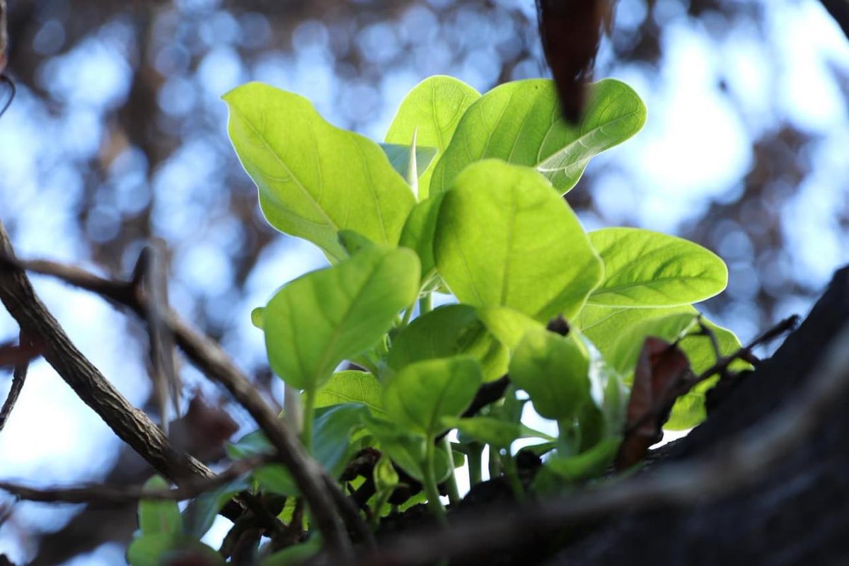 TikiTales's tweet photo. Lāhainā banyan tree is making a comeback 🥰👇

Pics via DLNR https://t.co/JZZmDW7lNT