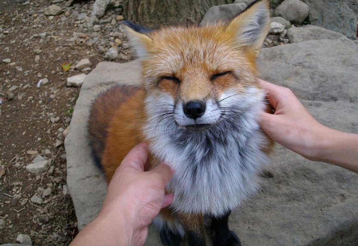 There’s A Place Where Over 200 Wild Foxes Are Waiting For You To Play With Them
tinyurl.com/FoxesPlay